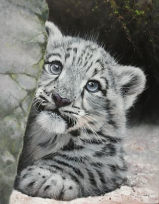 Shy Snow Leopard Cub